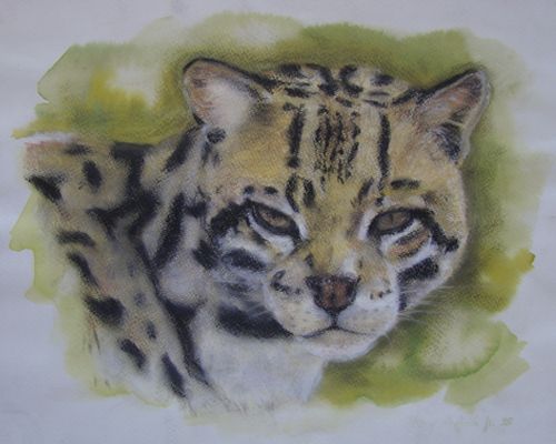Felino