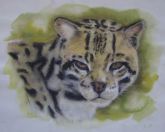 Felino